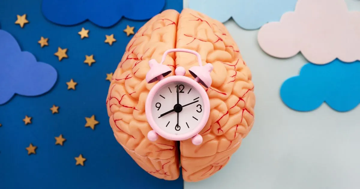 brain and sleep